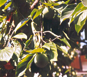 Wereldboom Kakifruit